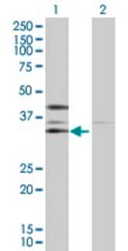 Anti-CSNK2A2 antibody produced in rabbit purified immunoglobulin, buffered aqueous solution