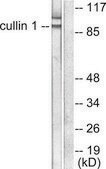 Anti-Cullin 1 antibody produced in rabbit affinity isolated antibody