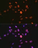 Anti-Phospho-Histone H3-S10 antibody produced in rabbit