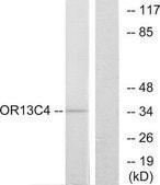 Anti-OR13C4 antibody produced in rabbit affinity isolated antibody