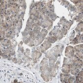 Anti-SH3GLB1 antibody produced in rabbit Prestige Antibodies&#174; Powered by Atlas Antibodies, affinity isolated antibody, buffered aqueous glycerol solution