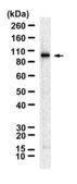 Anti-STIM1 Antibody, clone 2H7 ZooMAb® Rabbit Monoclonal recombinant, expressed in HEK 293 cells