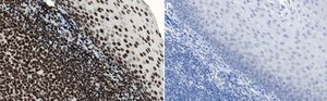 抗-DNA/组蛋白H1抗体 Chemicon®, from mouse