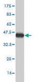 Monoclonal Anti-TROVE2 antibody produced in mouse clone 1F2, purified immunoglobulin, buffered aqueous solution