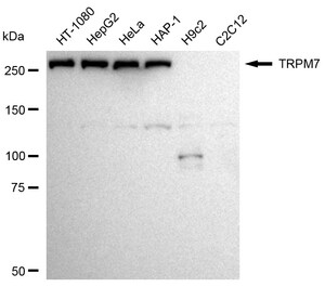 KD-Validated Anti TRPM7 Antibody, clone 24GB2250, Rabbit Monoclonal clone 24GB2250, recombinant rabbit monoclonal, expressed in HEK293 cells