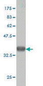 ANTI-KIT antibody produced in mouse clone 1D3, purified immunoglobulin, buffered aqueous solution
