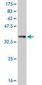 ANTI-SIX3 antibody produced in mouse clone 4H6, purified immunoglobulin, buffered aqueous solution