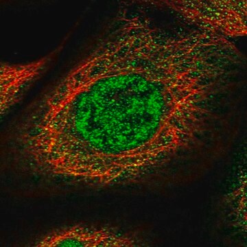 Anti-SPATA13 antibody produced in rabbit affinity isolated antibody, buffered aqueous glycerol solution