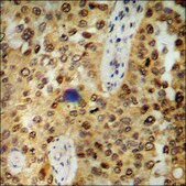 Anti-phospho-ATF2 (pThr69 or 51) antibody produced in rabbit affinity isolated antibody