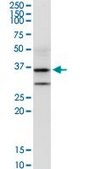 Anti-ALG5 antibody produced in rabbit purified immunoglobulin, buffered aqueous solution
