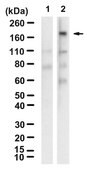 Anti-p-IRS1(Ser312) clone 6C20 ZooMAb&#174; Rabbit Monoclonal recombinant, expressed in HEK 293 cells