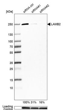 Monoclonal Anti-LAMB2 antibody produced in mouse Prestige Antibodies&#174; Powered by Atlas Antibodies, clone CL2976, purified immunoglobulin, buffered aqueous glycerol solution