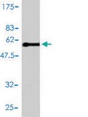 Monoclonal Anti-E2F6 antibody produced in mouse clone 2B6-G9, purified immunoglobulin, buffered aqueous solution