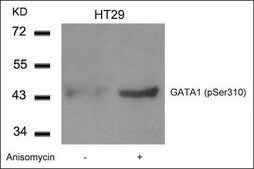 Anti-phospho-GATA1 (pSer310) antibody produced in rabbit affinity isolated antibody