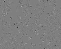 MCF7 Cell Line human NOTE: Both the cell line and DNA from the cell line may be available for this product. Please choose -1VL or VIAL for cells, or -DNA-5UG for DNA, 86012803, human breast (adenocarcinoma), Epithelial-like