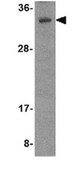 Anti-MORF4 Antibody from rabbit, purified by affinity chromatography