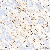 Anti-QKI Antibody, clone 1D1N6, Rabbit Monoclonal