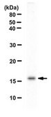 Anti-acetyl Histone H3 Antibody (Lys 64) from rabbit, purified by affinity chromatography