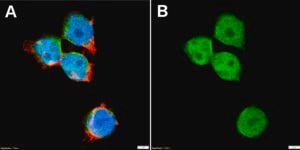Anti-TIA1 Antibody, clone 2I11 ZooMAb® Rabbit Monoclonal recombinant, expressed in HEK 293 cells