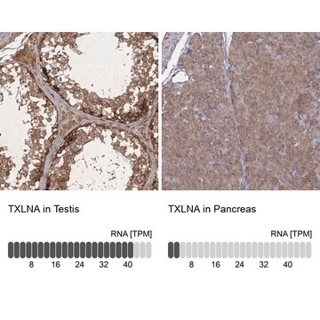 Anti-TXLNA antibody produced in rabbit Prestige Antibodies&#174; Powered by Atlas Antibodies, affinity isolated antibody