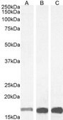 Anti-AIF1/IBA1 (Isoforms 1 and 3) antibody produced in goat affinity isolated antibody, buffered aqueous solution