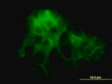 Monoclonal Anti-PCDH1 antibody produced in mouse clone 5D5, purified immunoglobulin, buffered aqueous solution
