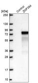 Anti-ZNF394 antibody produced in rabbit Prestige Antibodies® Powered by Atlas Antibodies, affinity isolated antibody, buffered aqueous glycerol solution