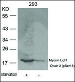 Anti-phospho-MRCL3 (pSer18) antibody produced in rabbit affinity isolated antibody
