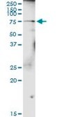 Anti-GALNT4 antibody produced in rabbit purified immunoglobulin, buffered aqueous solution