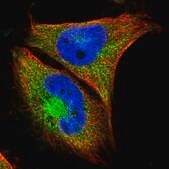 Anti-GPX1 antibody produced in rabbit Prestige Antibodies® Powered by Atlas Antibodies, affinity isolated antibody, buffered aqueous glycerol solution