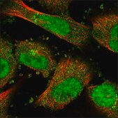 Anti-BHLHE40 antibody produced in rabbit Prestige Antibodies&#174; Powered by Atlas Antibodies, affinity isolated antibody, buffered aqueous glycerol solution