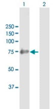 Anti-SHC4 antibody produced in mouse purified immunoglobulin, buffered aqueous solution