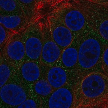 Anti-TOB2 antibody produced in rabbit Prestige Antibodies&#174; Powered by Atlas Antibodies, affinity isolated antibody