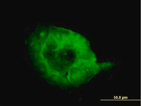 Monoclonal Anti-SH3BP2 antibody produced in mouse clone 1E9, purified immunoglobulin, buffered aqueous solution