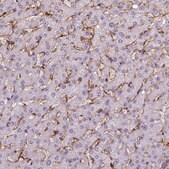Monoclonal Anti-CD14 antibody produced in mouse Prestige Antibodies&#174; Powered by Atlas Antibodies, clone CL1638, purified immunoglobulin, buffered aqueous glycerol solution