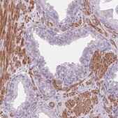 Anti-TINAGL1 antibody produced in rabbit Prestige Antibodies&#174; Powered by Atlas Antibodies, affinity isolated antibody, buffered aqueous glycerol solution