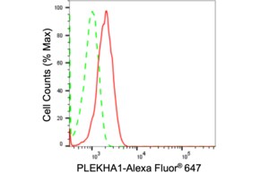 Anti PLEKHA1 Antibody, clone 24GB1360, Rabbit Monoclonal clone 24GB1360, recombinant rabbit monoclonal, expressed in HEK293 cells