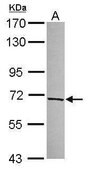 Anti-KLHL21 antibody produced in rabbit affinity isolated antibody, buffered aqueous solution