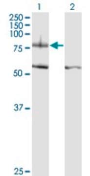 Monoclonal Anti-ITGB8 antibody produced in mouse clone 2B4, purified immunoglobulin, buffered aqueous solution