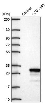 Anti-CCDC140 antibody produced in rabbit Prestige Antibodies&#174; Powered by Atlas Antibodies, affinity isolated antibody, buffered aqueous glycerol solution