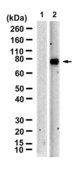 Anti-LRRC8B Antibody, clone 1C14 ZooMAb® Rabbit Monoclonal recombinant, expressed in HEK 293 cells