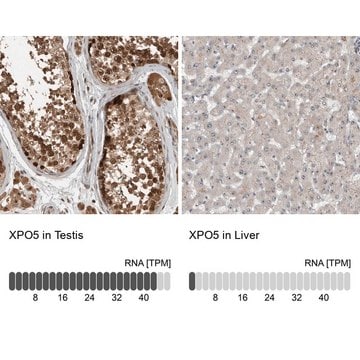 Anti-XPO5 antibody produced in rabbit Prestige Antibodies&#174; Powered by Atlas Antibodies, affinity isolated antibody, buffered aqueous glycerol solution