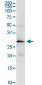 Anti-PRSS21 antibody produced in rabbit purified immunoglobulin, buffered aqueous solution