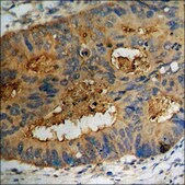 Anti-phospho-FGFR1 (pTyr766) antibody produced in rabbit affinity isolated antibody