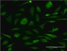 Monoclonal Anti-CANX, (C-terminal) antibody produced in mouse clone 1D4, purified immunoglobulin, buffered aqueous solution