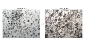 3dGRO® Human Liver Organoids MNFBQ01LI(66-68) Normal, Liver, Age: 65, Female, Mutation: None