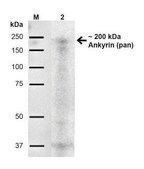 Monoclonal Anti-Ankyrin (pan)-Atto 700 antibody produced in mouse clone S388A-60