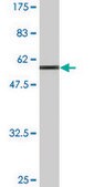 Monoclonal Anti-MPPED2 antibody produced in mouse clone 2G1-1B7, ascites fluid