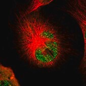 Anti-PSMC3 antibody produced in rabbit Prestige Antibodies&#174; Powered by Atlas Antibodies, affinity isolated antibody, buffered aqueous glycerol solution