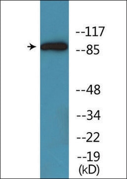 抗-磷酸化-Trk A (pTyr701) 兔抗 affinity isolated antibody
